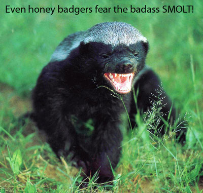 honey badger vs bear. honey badger vs. Honey Badgers are just crazy! Honey Badgers are just crazy! hulugu. Mar 23, 12:19 AM. Although I backed the implementation